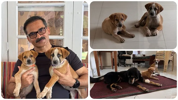 The Joy of Adopting Local ‘Desi’ Dogs A Tale of Companionship and Resilience - Dr. Ravinder Singal